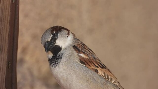 Haussperling (Passer domesticus)