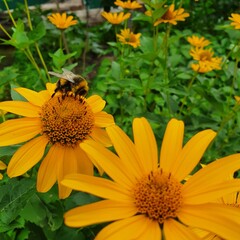 bee on flower