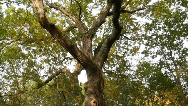 huge mighty oak tree with spreading branches panorama from top to bottom