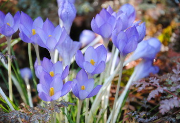 Close up of small, rounded, lilac flowers of the fall crocus (Crocus goulimyi), endemic to Greece 