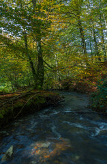 Obraz premium Escena de la corriente de un rio con color de Otoño al fondo 