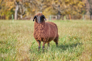 Black sheep staying on green grass