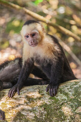 The overwhelming beauty of the flora and fauna of Costa Rica. Photos taken during a tour through this beautiful country,
