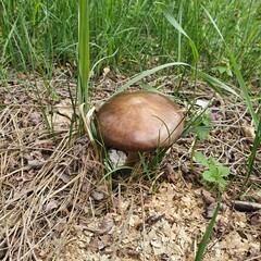 mushroom in the grass