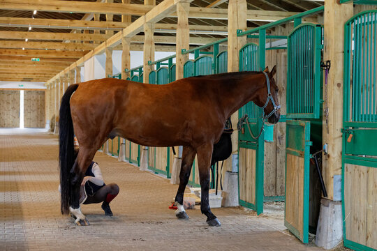 Woman taking care of bay horse legs inside a stable area. Equestrian sport and hobby.