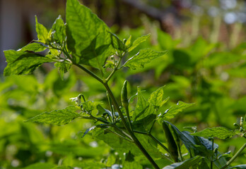 Fototapeta na wymiar Green hot chilli peppers growing in the organic vegetables garden. No focus, specifically.