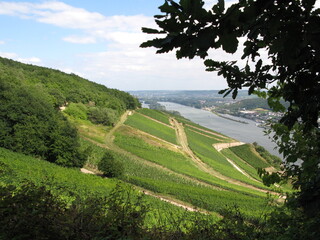 Fototapeta na wymiar Rüdesheim am Rhein: Weinberge mit Blick auf den Rhein in Hessen im Rheingau