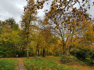 Naklejka premium autumn in the park,herbst, baum, fall, park, wald, natur, landschaft, blatt, baum, blatt, jahreszeit, himmel, green, gelb, laub, gras, bunt, ausserhalb, holz, holz, ahorn, blau, rot, road, bahn