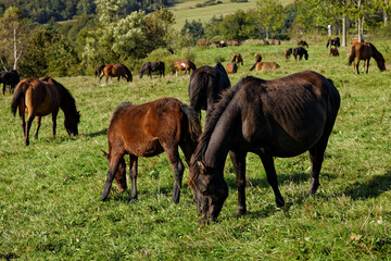 Obraz premium Herd of horses grazing grass on meadow pasture in wild Beskid Niski mountains area. Hucul pony breed horses.