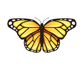 Butterfly isolated on a white background. Vector illustration. Colorful. Bright yellow color. Realistic. Cute simple cartoon design. Flat style.