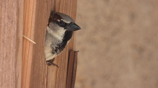 Haussperling (Passer domesticus)