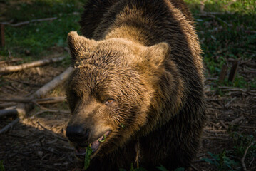 Naklejka na ściany i meble Huge brown bear in the sun in Kuterevo bears sanctuary in Croatia, protection of the wild animals