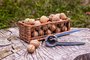 Walnuts kernels in wicker basket with walnut cracker on rustic wooden background.