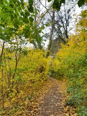 autumn in the forest,herbst, fall, baum, natur, blatt, baum, wald, gelb, blatt, park, landschaft, green, ahorn, laub, rot, jahreszeit, bunt, farbe, himmel, orange, wasser, garden, see, holz, eiche