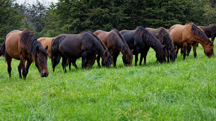 Naklejka na ściany i meble Herd of horses grazing grass on meadow pasture in wild Beskid Niski mountains area. Hucul pony breed horses.