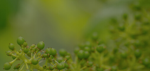 junge Beeren einer Weintraube, grüner Hintergrund