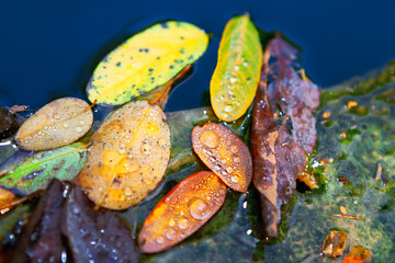 Autumn leaves with water drops