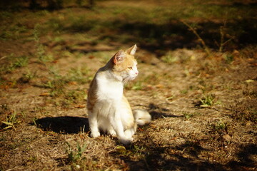 ginger white cat sitting in sunny rural garden
