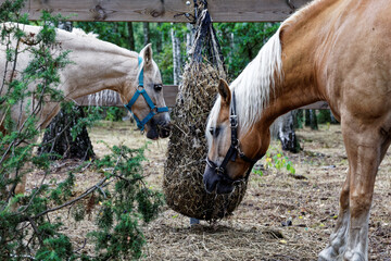 Two horses eating hay from slow feeder hay net attached to fence of paddock in nature forest outdoor area. © Fotema