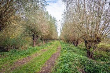 Sandy path with tire tracks between long rows of pollard willows on both sides. Nettles grow in abundance on the verge. The photo was taken on a cloudy day in autumn season in a Dutch nature reserve.