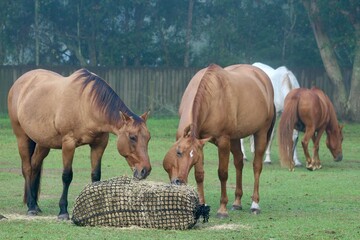 Horses eating from hay net