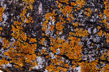 Tree bark with orange lichen. Abstract natural background.