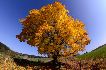 Herbstlandschaft, goldener Oktober
