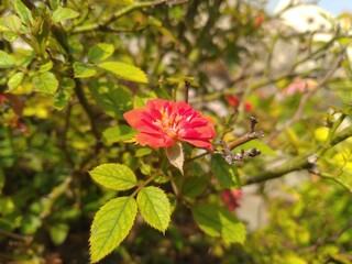 Red Rose in the Garden