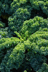 close up of young field of green kale
