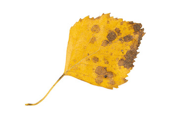 Close-up of autumn leaf isolated on white background