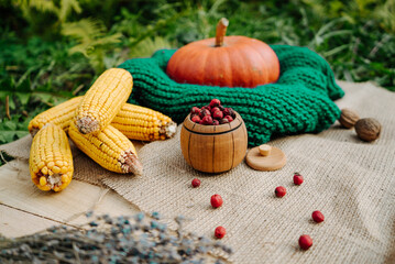 autumn harvest, large orange pumpkin, nuts, corn, red berries, lavender 1
