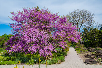 Obraz premium Berggarten Hannover