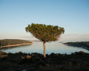 Solitary pine tree on high seashore. Solitude and tranquility concept.