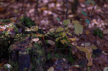 mushrooms