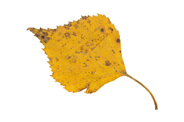 Close-up of autumn leaf isolated on white background