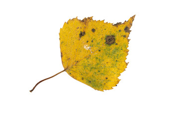Close-up of autumn leaf isolated on white background