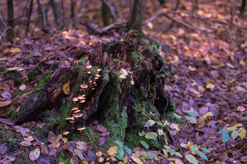 mushrooms