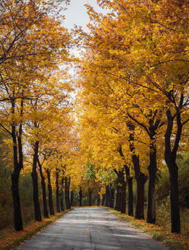 Gold, beautiful road with trees. Autumn view. 
