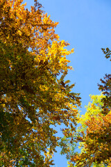wonderful colorful autumn scenery at a forest