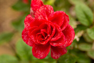 red rose with dew