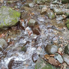 stream in the forest