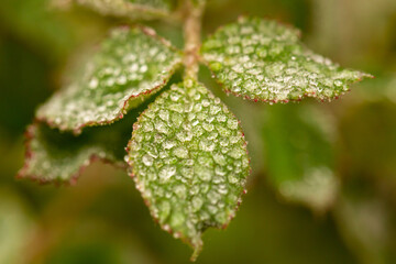 close up of a leaf