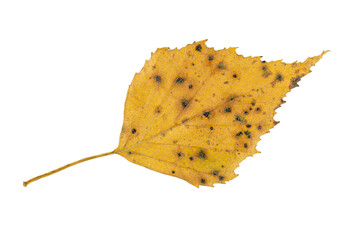 Close-up of autumn leaf isolated on white background