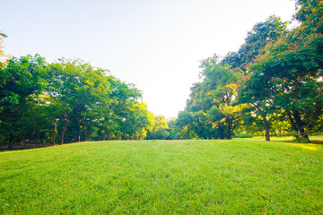 Green meadow grass tree park blue sky sunset