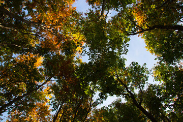 wonderful colorful autumn scenery at a forest