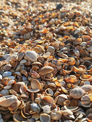 Clam shell at the beach at sunset