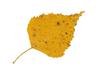 Close-up of autumn leaf isolated on white background
