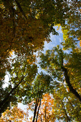 wonderful colorful autumn scenery at a forest