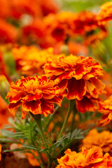 orange flowers in the garden