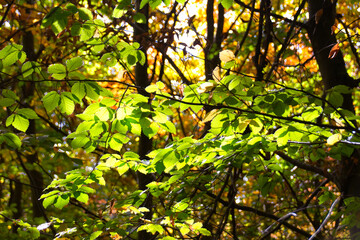 wonderful colorful autumn scenery at a forest